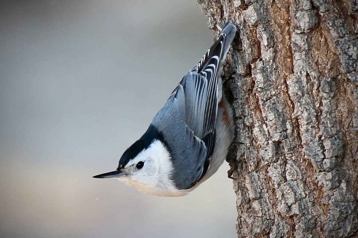 White-breasted Nuthatch - ML298900511