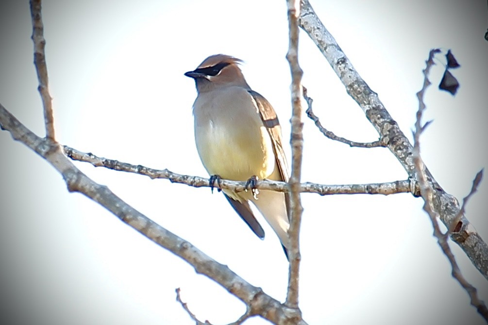 Cedar Waxwing - ML298900561