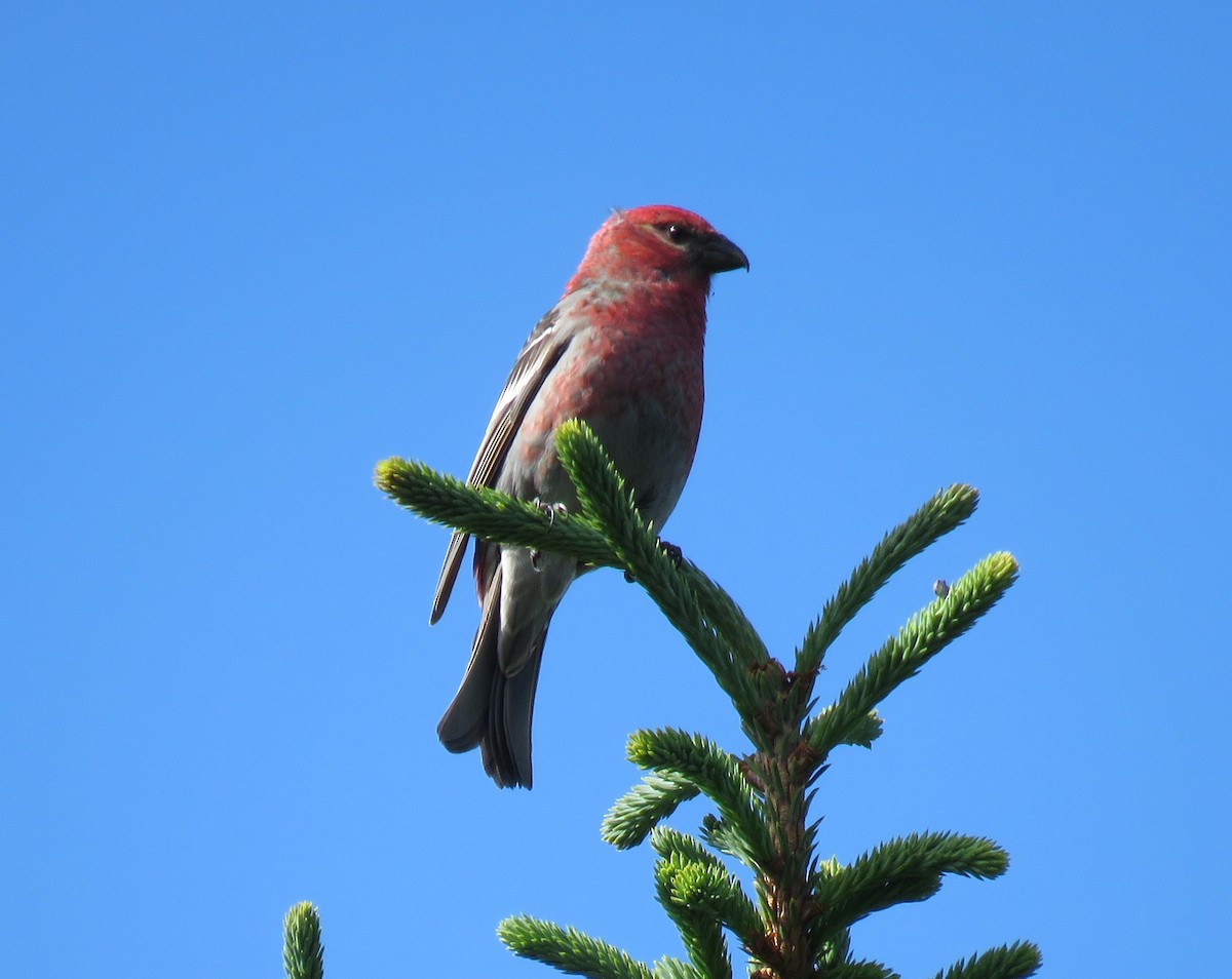 Pine Grosbeak - ML29890061