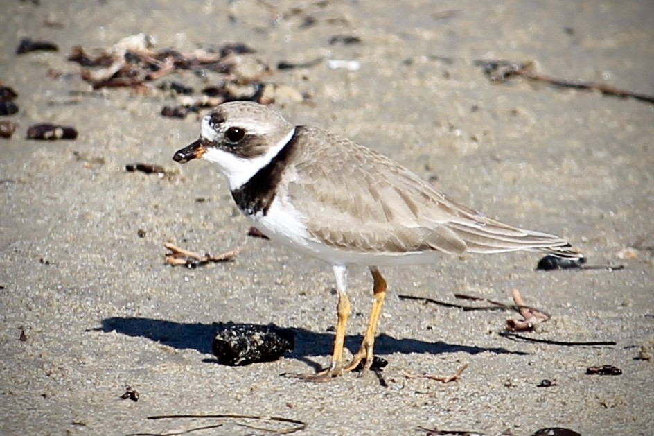 Semipalmated Plover - ML298902841