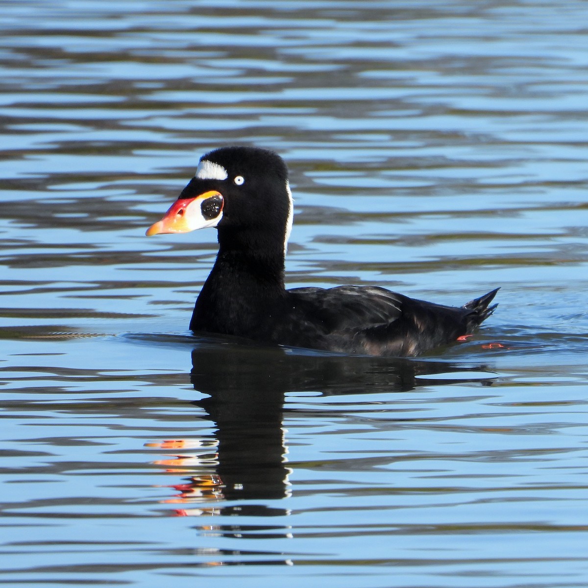 Surf Scoter - Carol Ann Krug Graves