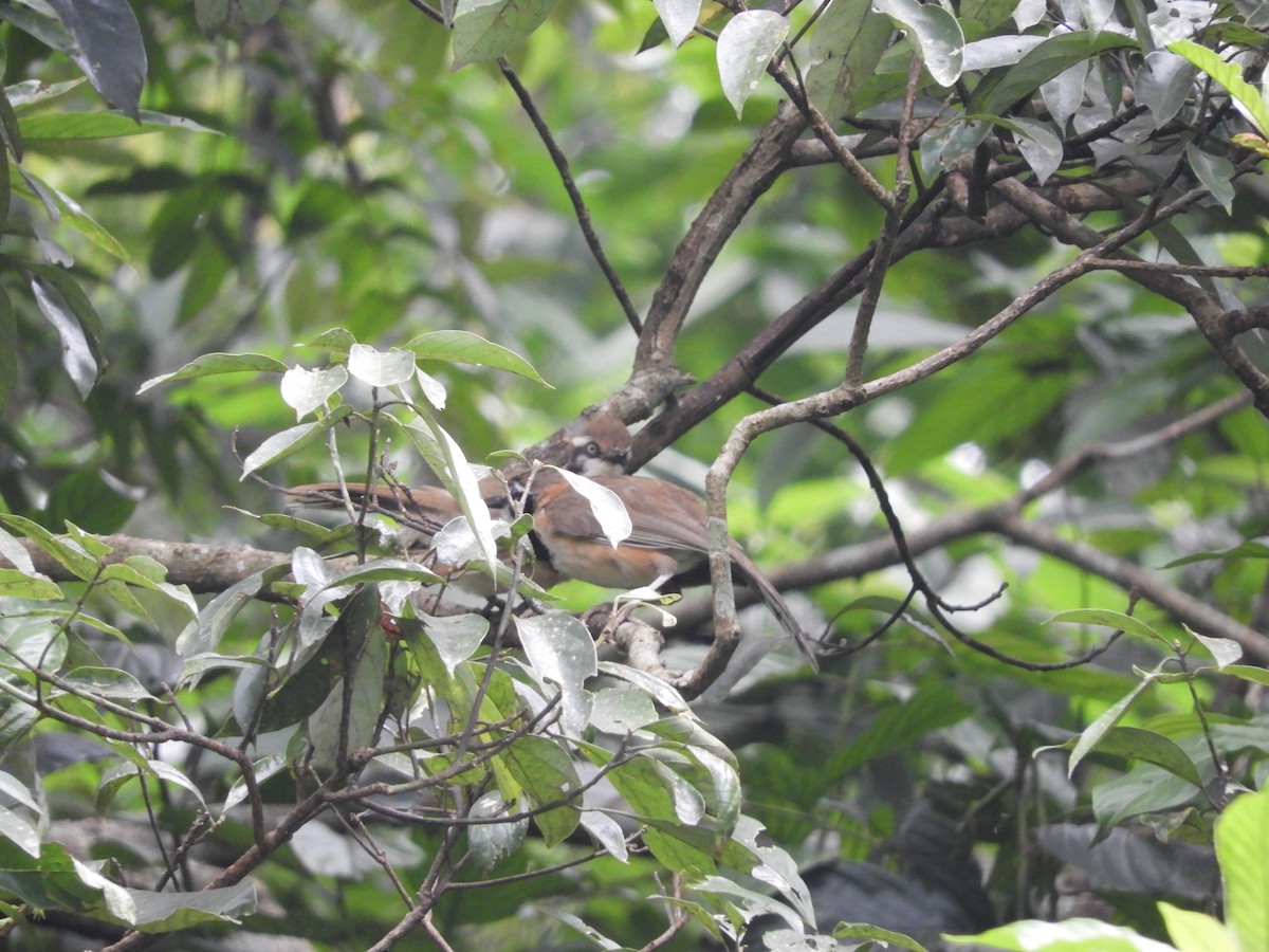 Lesser Necklaced Laughingthrush - ML298903021