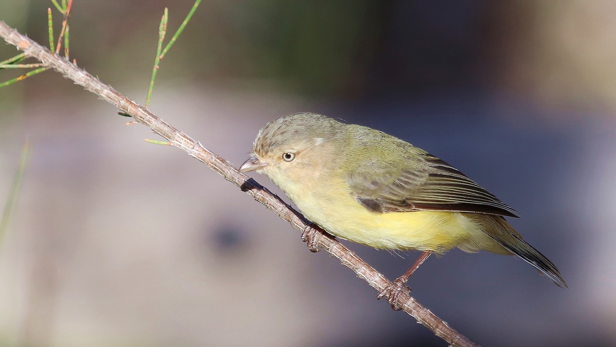 Weebill - ML298903141