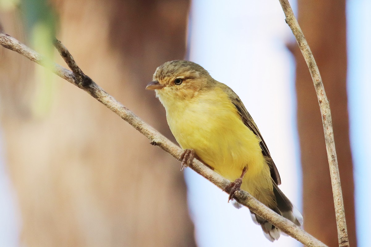 Weebill - ML298903161