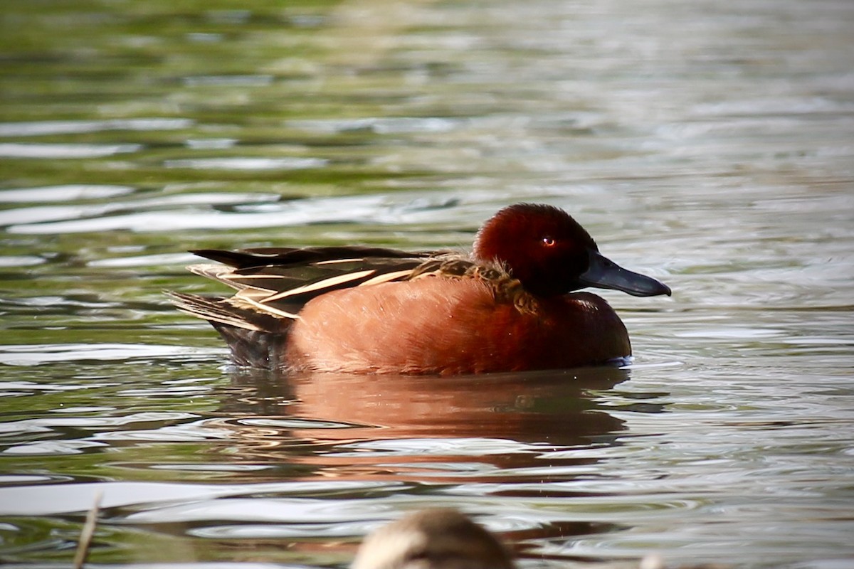 Cinnamon Teal - ML298903781
