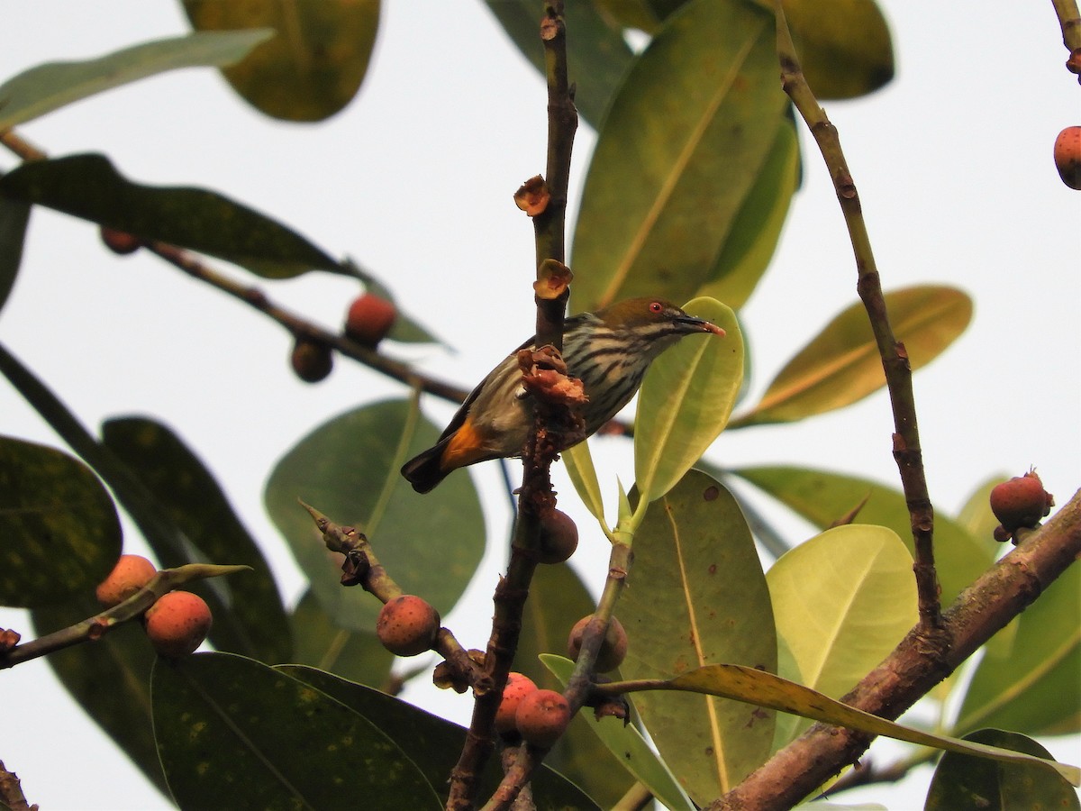 Yellow-vented Flowerpecker - ML298904071