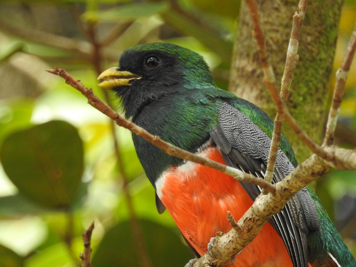 Collared Trogon - ML298904231