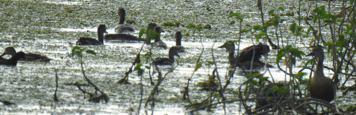 Lesser Whistling-Duck - ML298906801