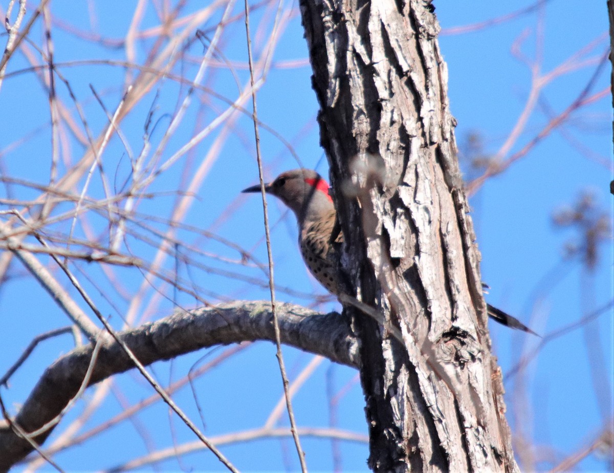 Northern Flicker - ML298908271