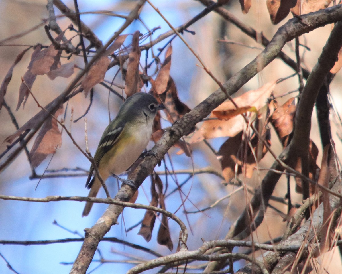 Blue-headed Vireo - ML298908341