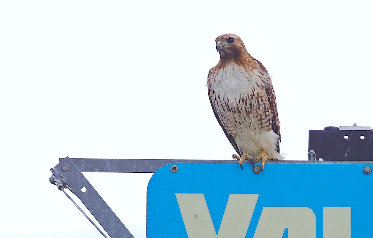 Red-tailed Hawk (calurus/alascensis) - Jerry Liguori