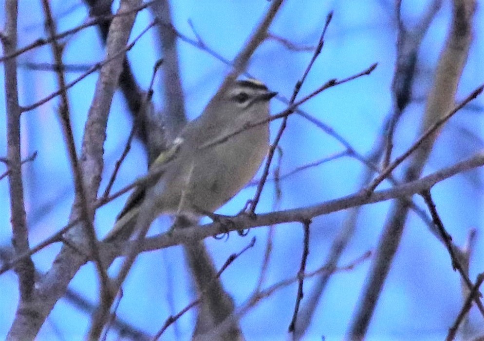 Golden-crowned Kinglet - ML298908381