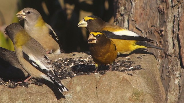 Evening Grosbeak - ML298908471