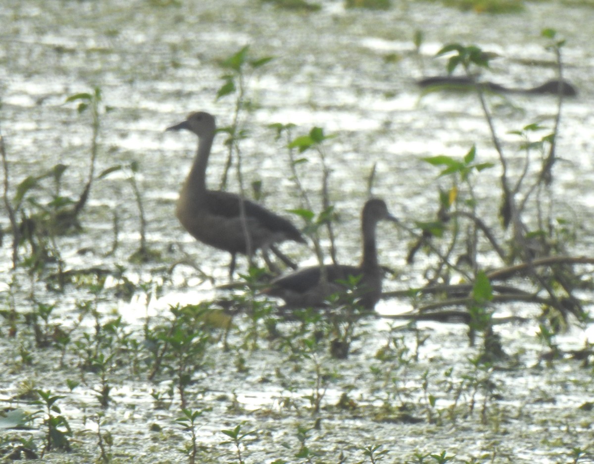 Lesser Whistling-Duck - ML298908631