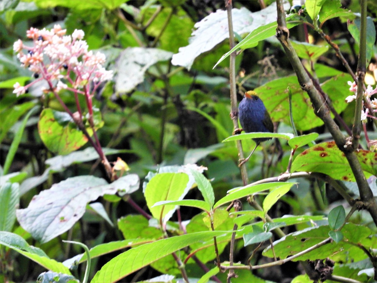 Slaty-bellied Tesia - ML298909491