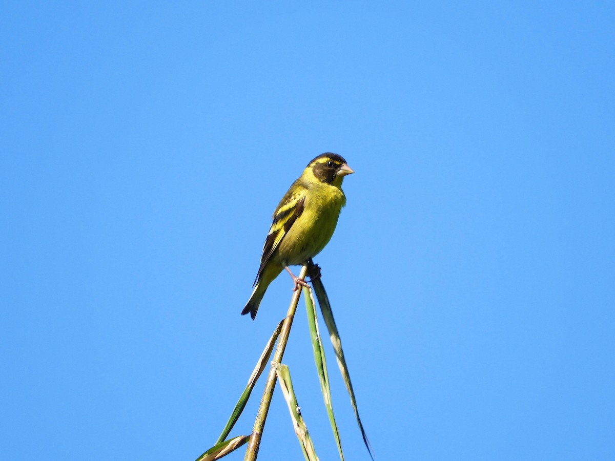 Yellow-breasted Greenfinch - ML298909501