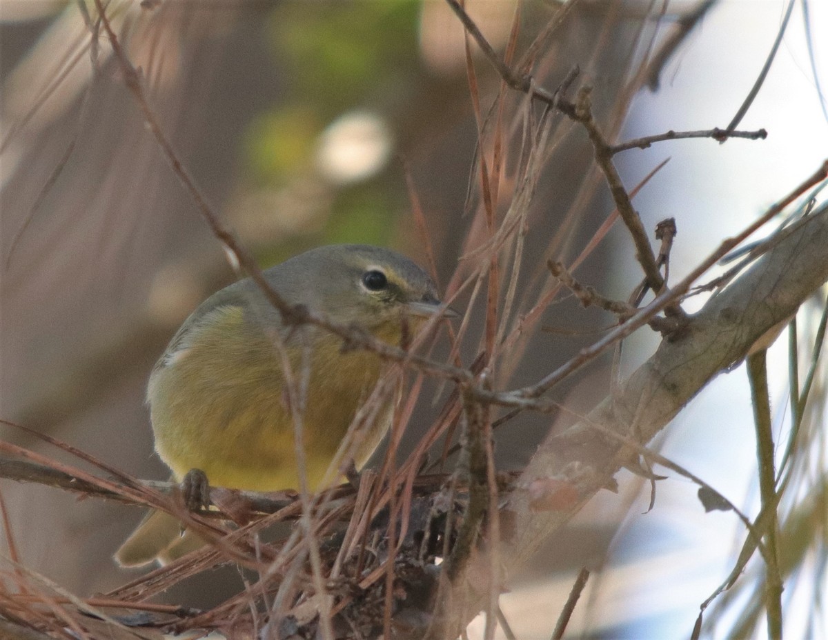 Orange-crowned Warbler - ML298910421