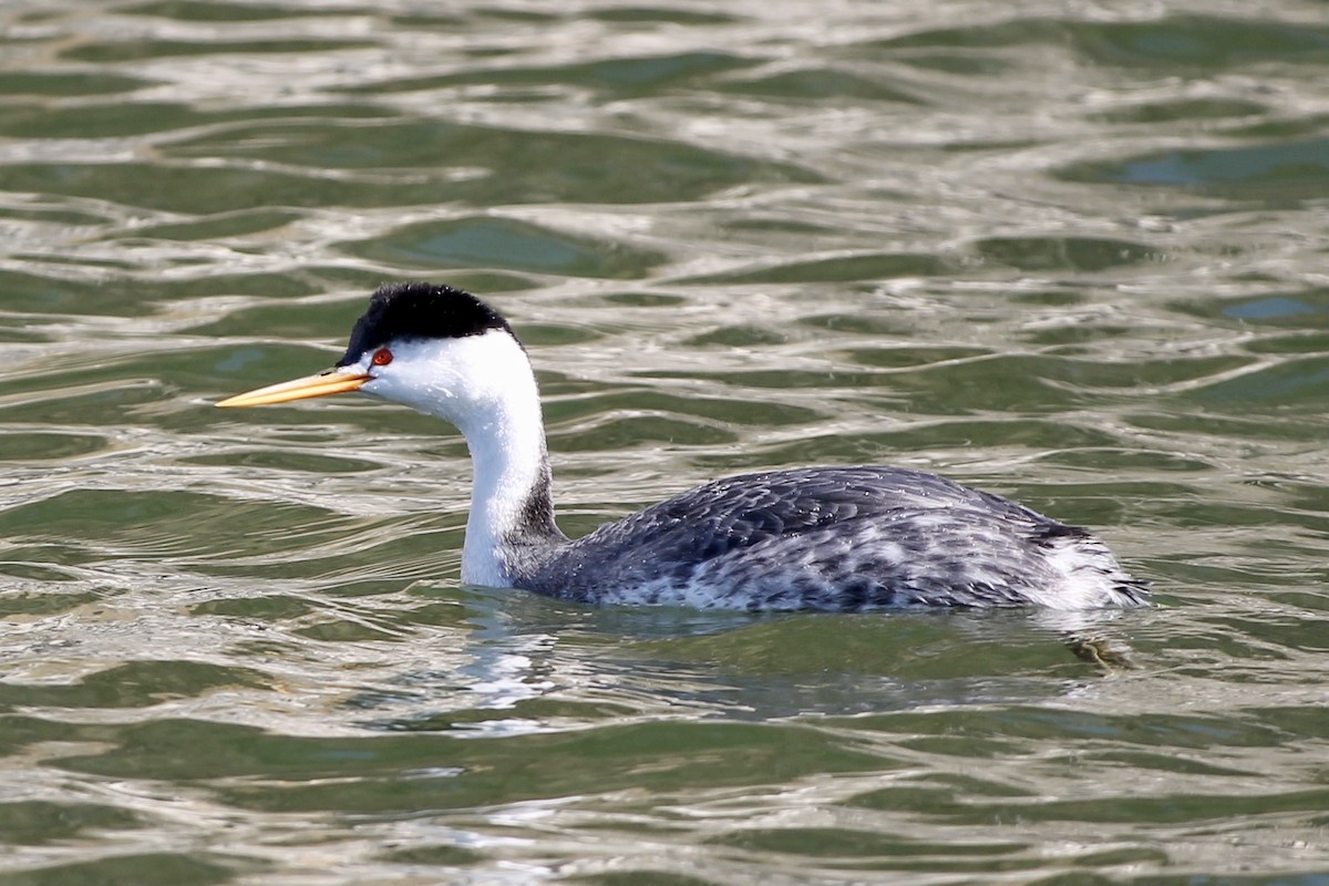 Clark's Grebe - Andrew Masaitis