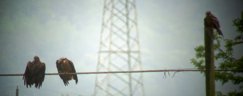 Black Kite - Paolo Matteucci