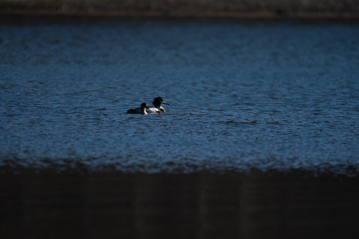 Red-breasted Merganser - ML298913581