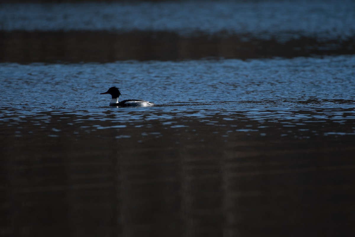 Red-breasted Merganser - ML298913591