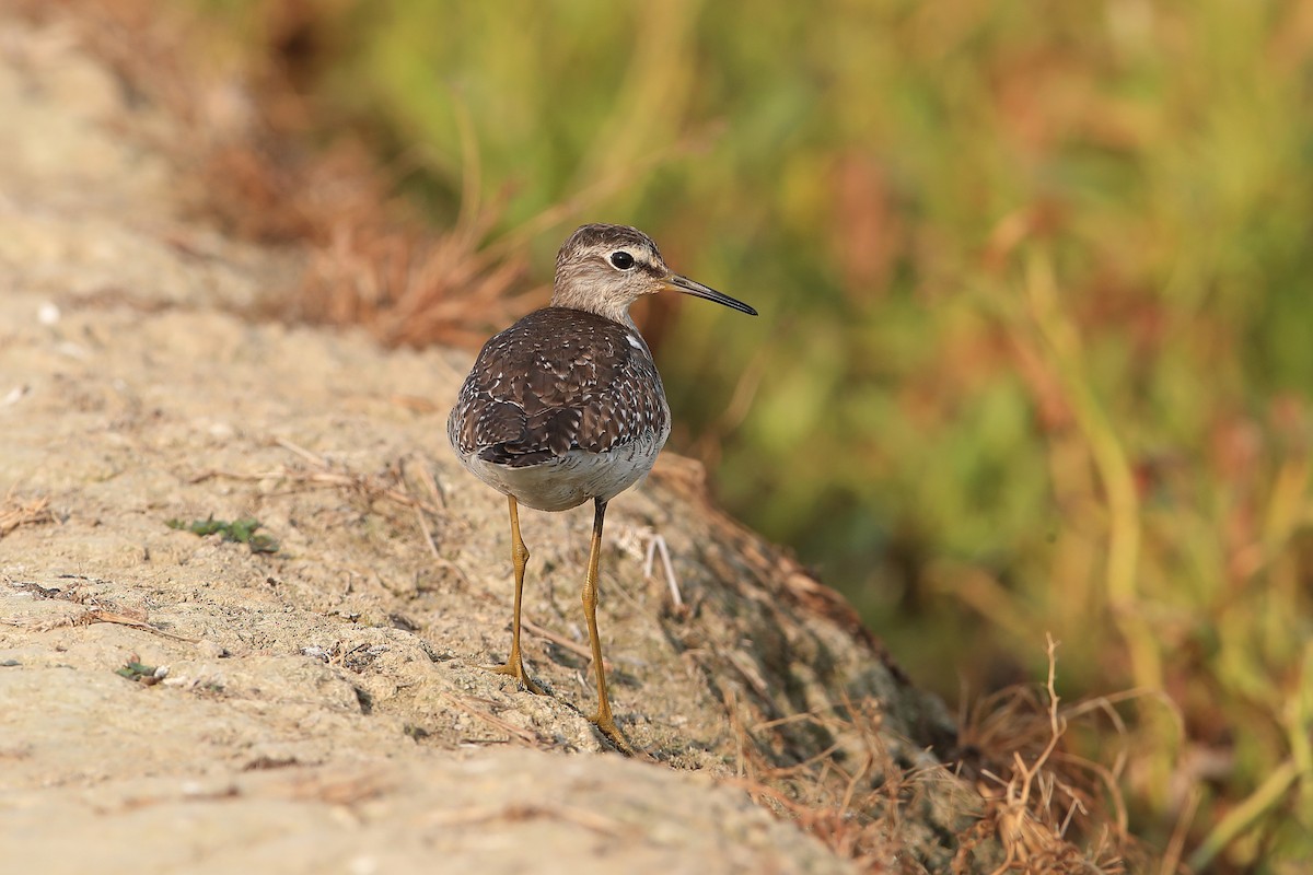 Wood Sandpiper - Chun Fai LO