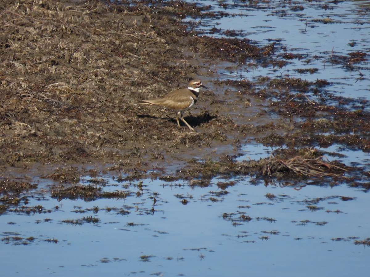 Killdeer - Mark Spencer