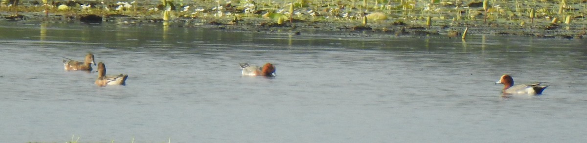 Eurasian Wigeon - ML298914271