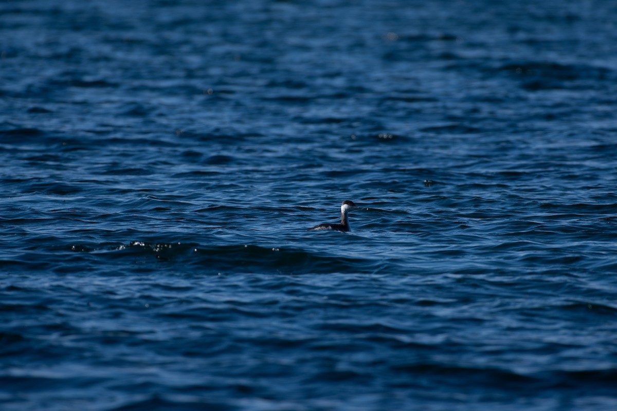 Horned Grebe - ML298914401