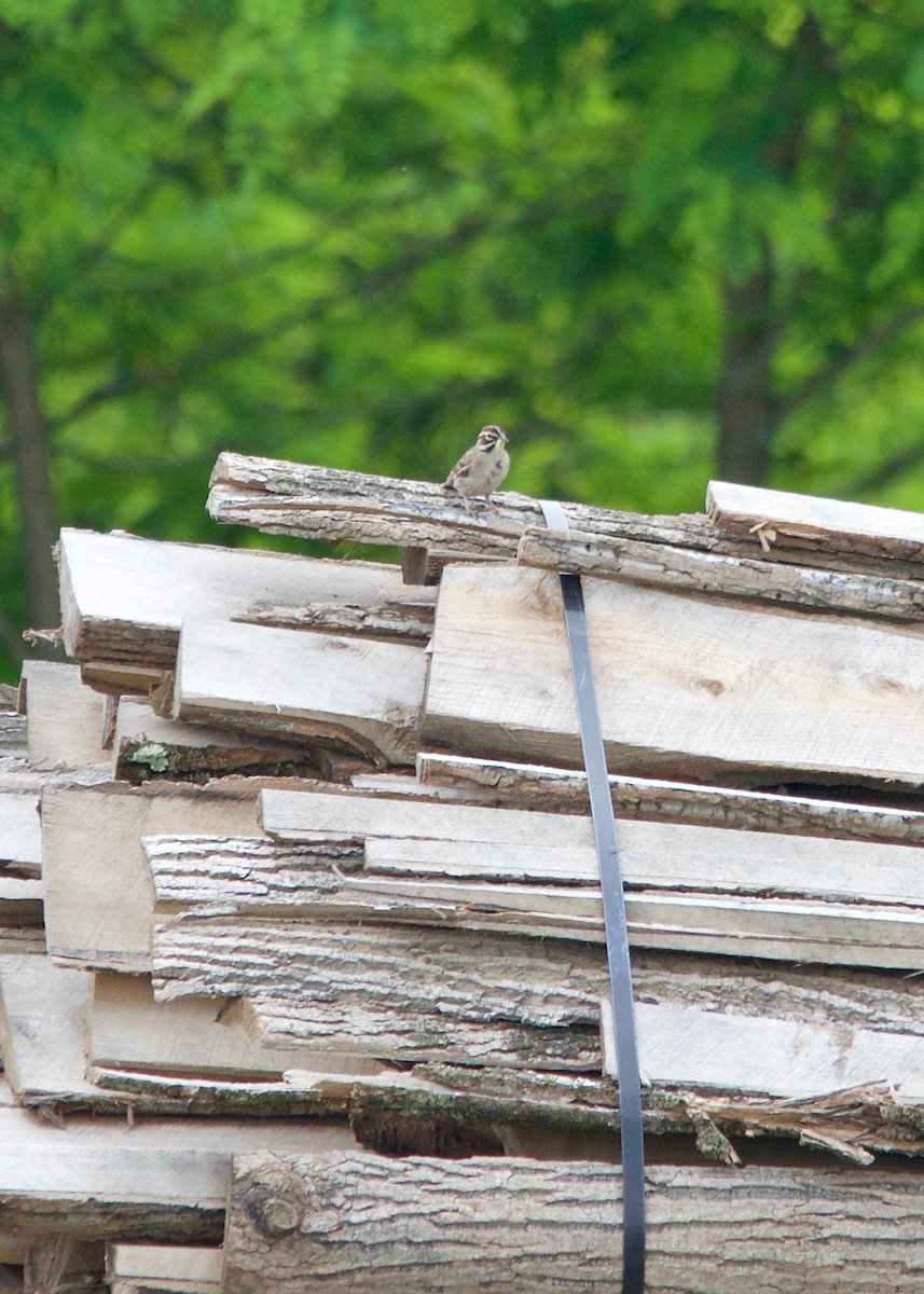 Lark Sparrow - ML29891511