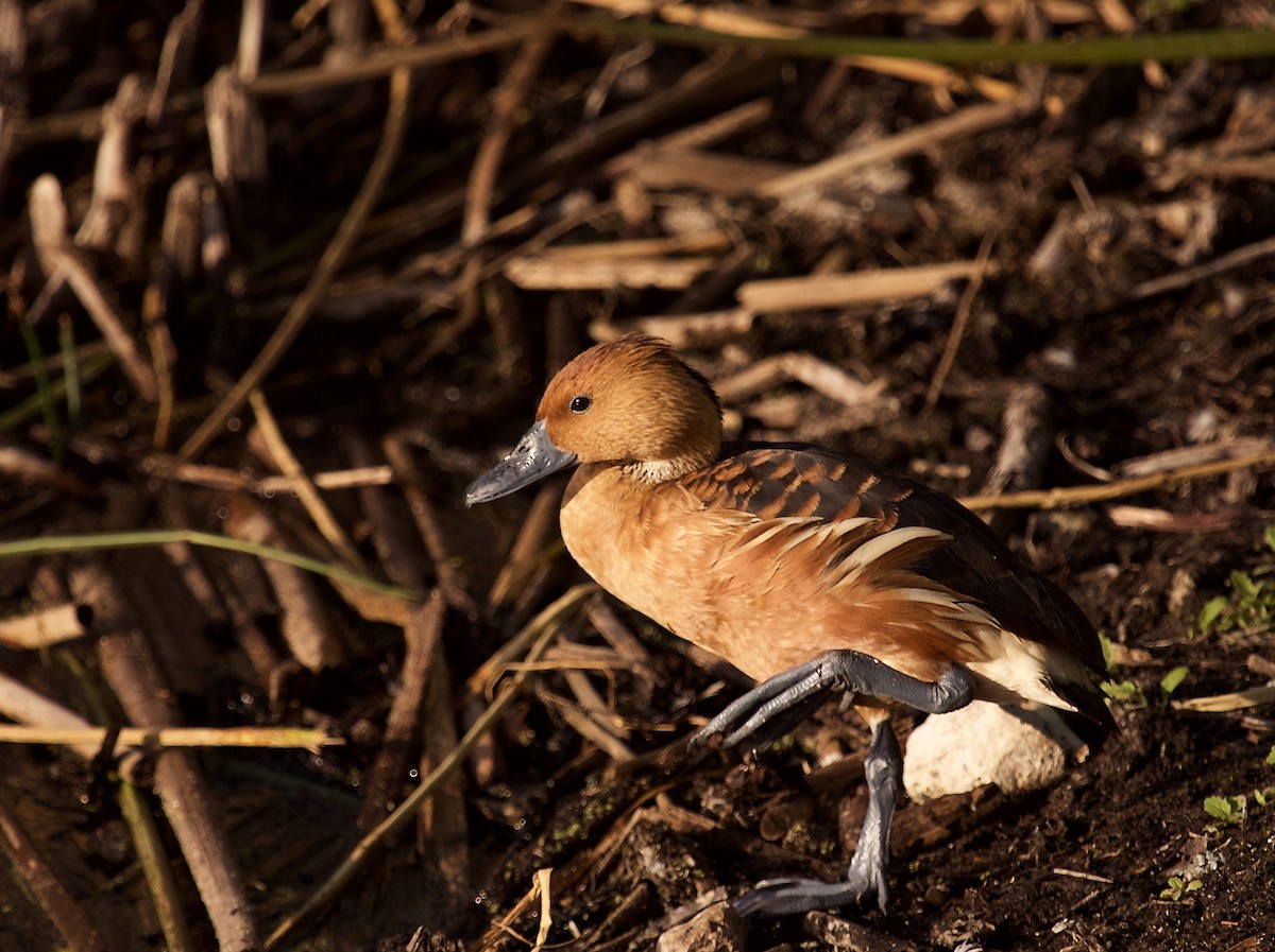 Dendrocygne fauve - ML298915681