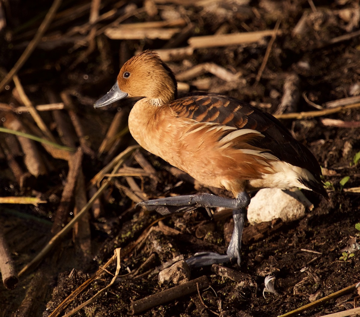 Dendrocygne fauve - ML298915721