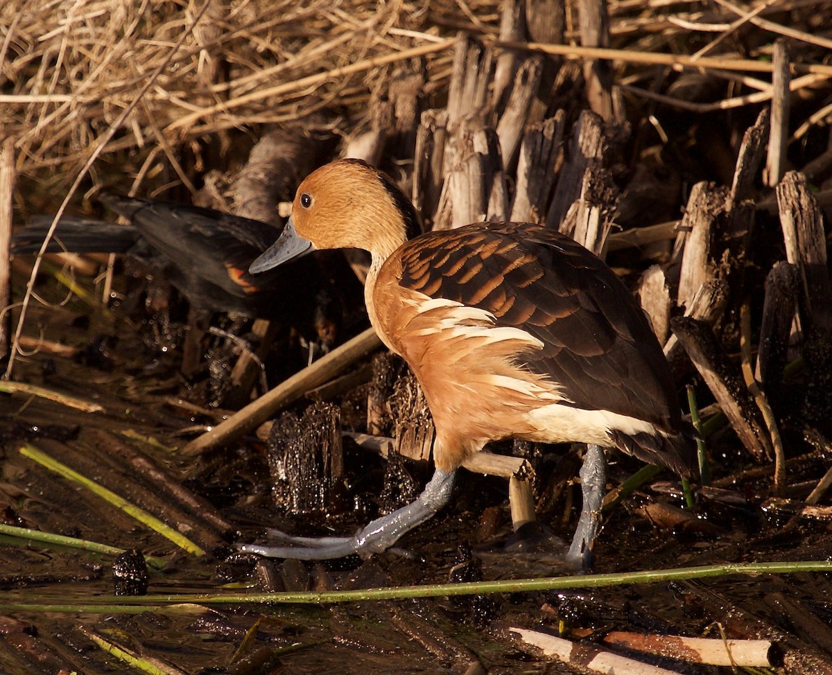 Dendrocygne fauve - ML298915741