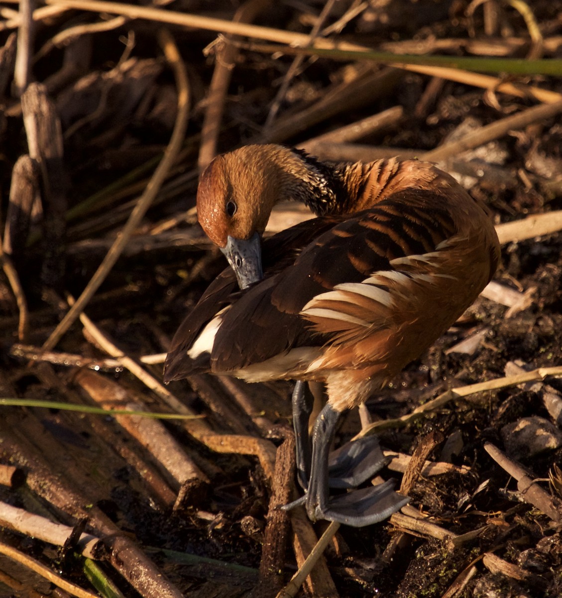 Dendrocygne fauve - ML298915761