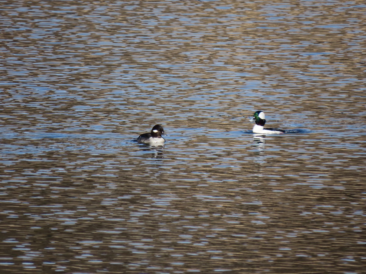 Bufflehead - ML298915971