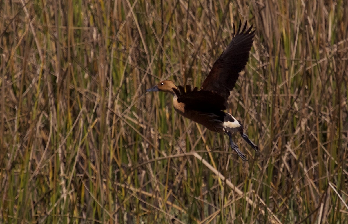 Dendrocygne fauve - ML298916561