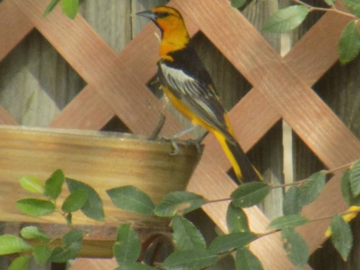 Hooded Oriole - Karen Evans