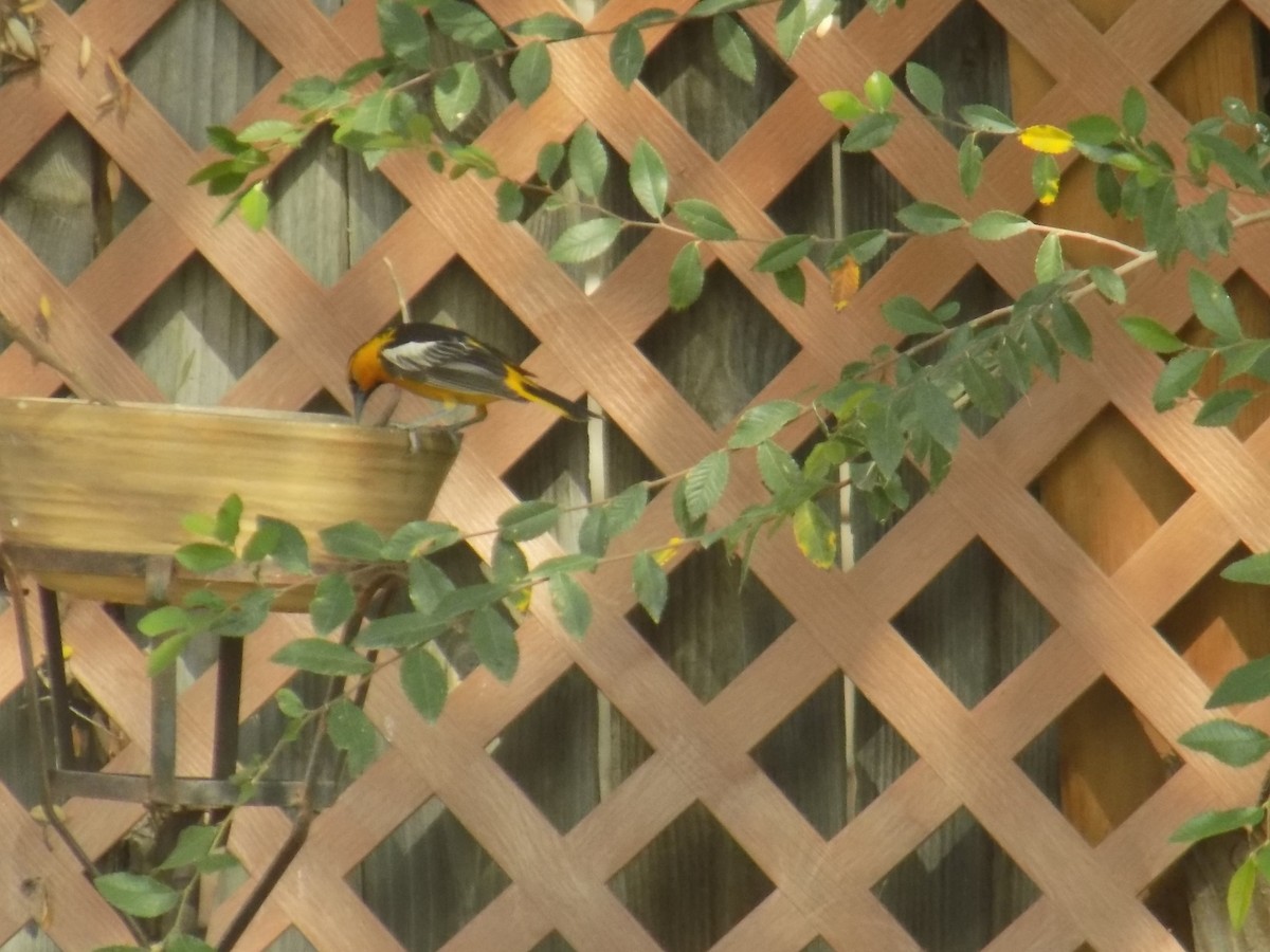 Hooded Oriole - Karen Evans