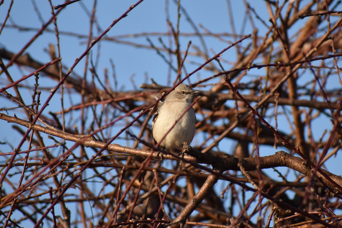 Northern Mockingbird - ML298916681