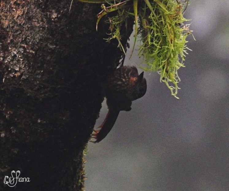 Wedge-billed Woodcreeper - ML298917441