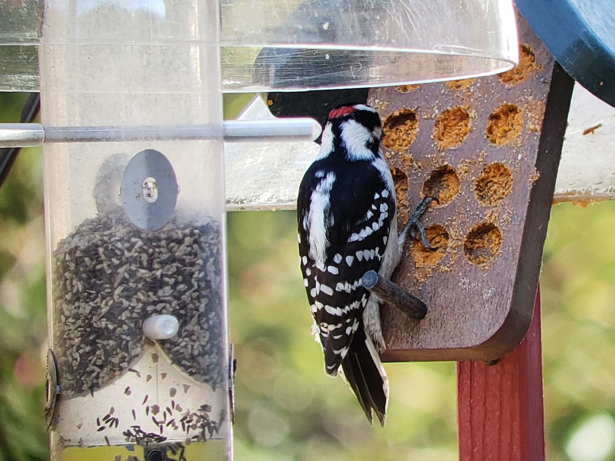 Downy Woodpecker - ML298917511