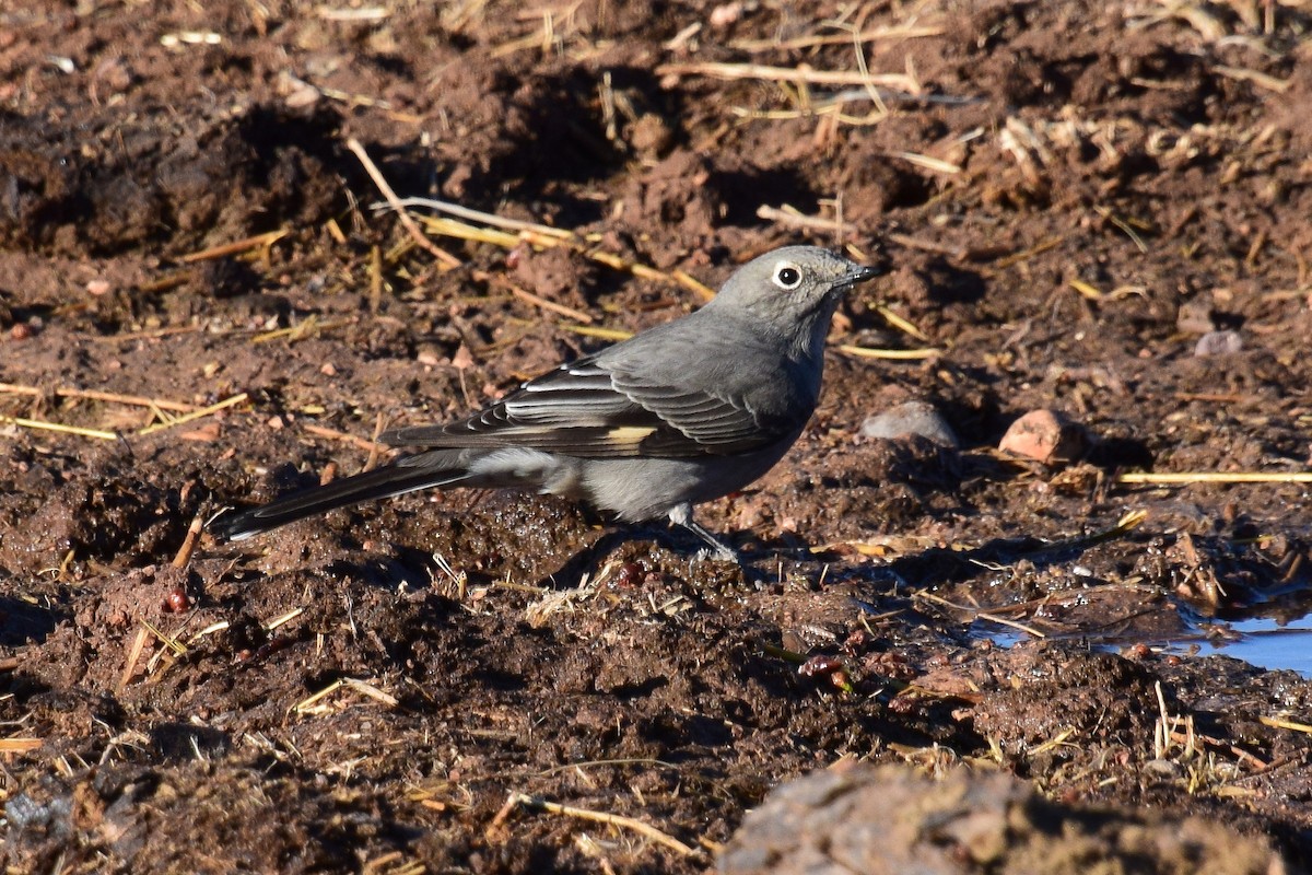 Townsend's Solitaire - ML298917791