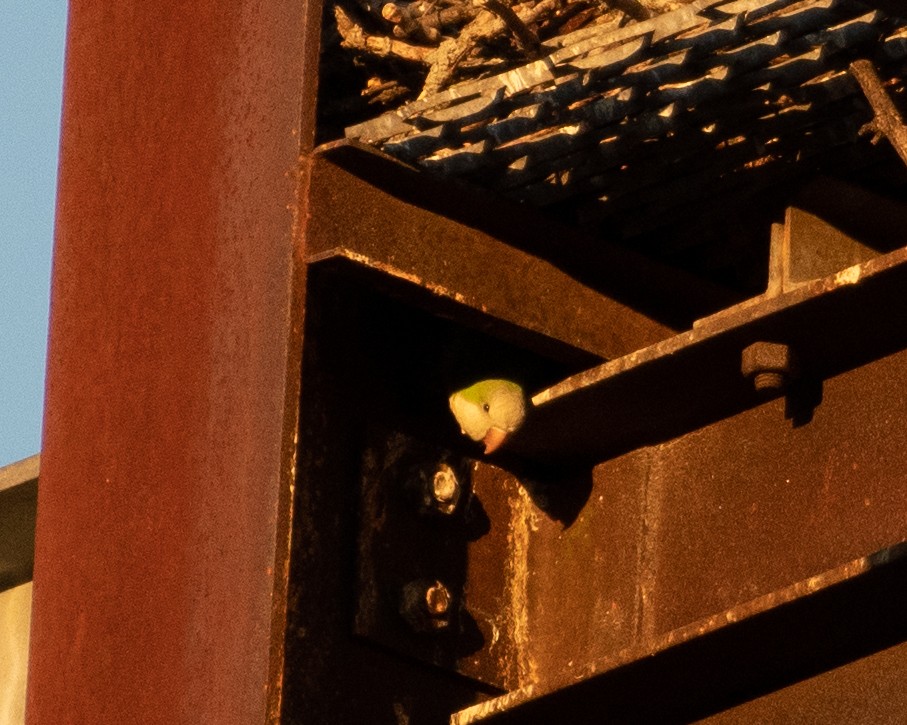 Monk Parakeet - Kirthi Selva
