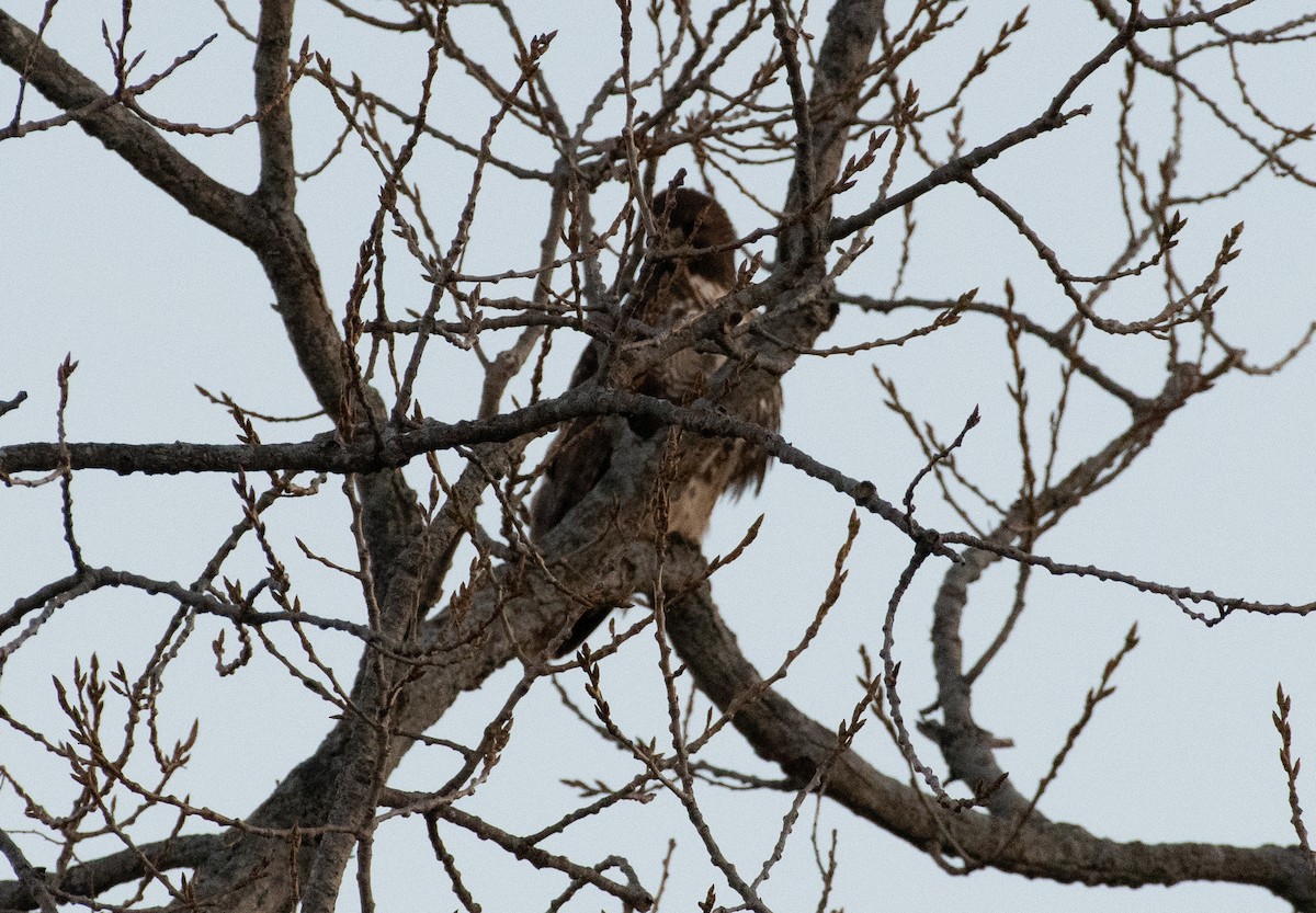 Red-tailed Hawk - ML298918311