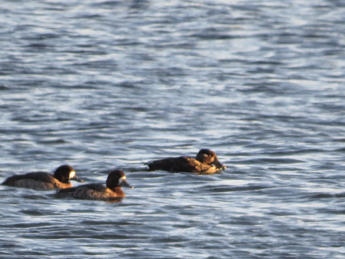 Surf Scoter - ML298918521