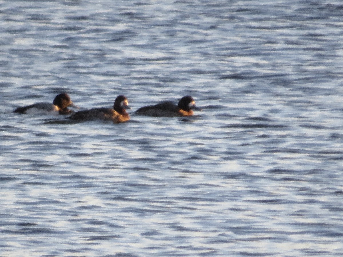 Lesser Scaup - ML298918541