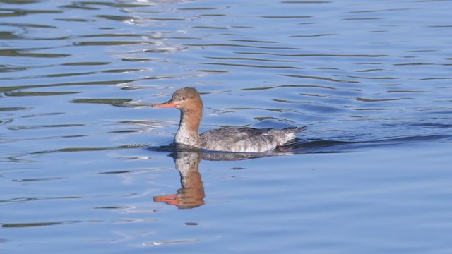 Red-breasted Merganser - ML298918911