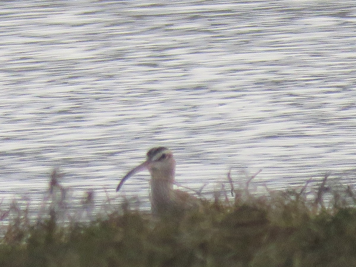 Whimbrel - Pam Otley