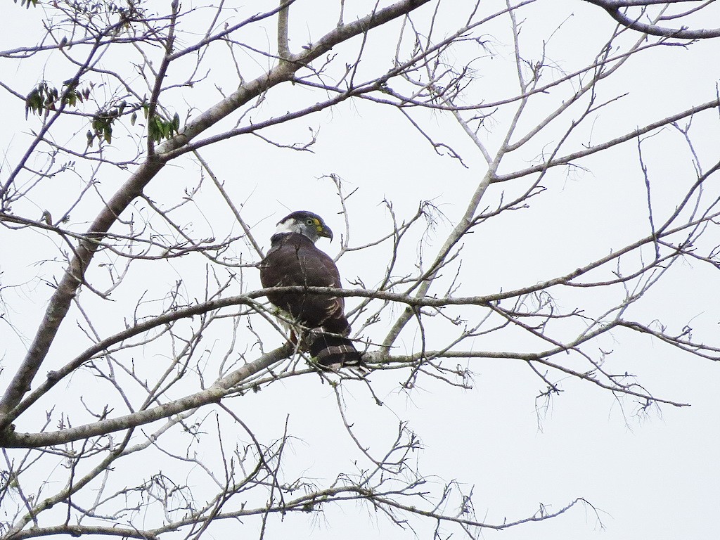 Hook-billed Kite - ML29891931