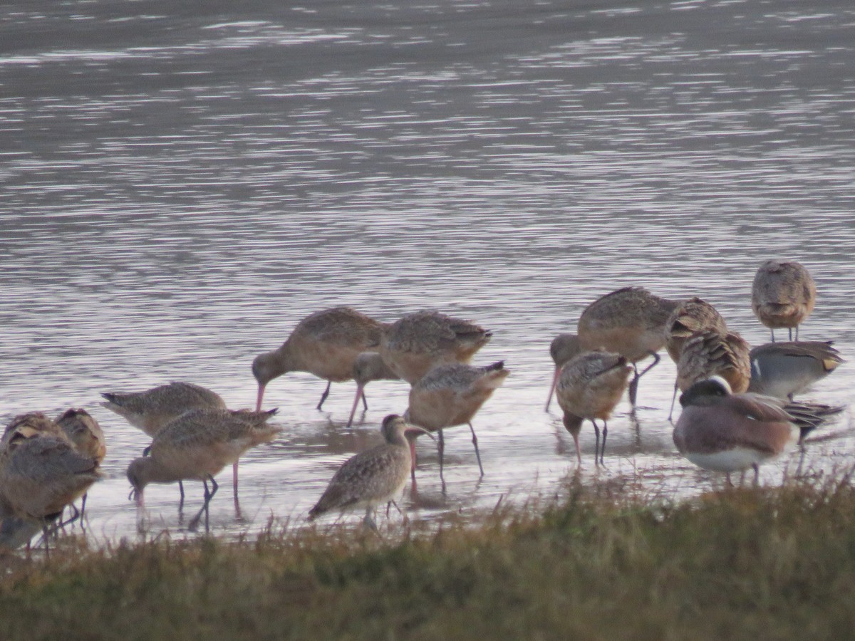 Marbled Godwit - Pam Otley